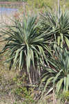 Moundlily yucca